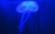 blue jellyfish