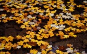 yellow leaves